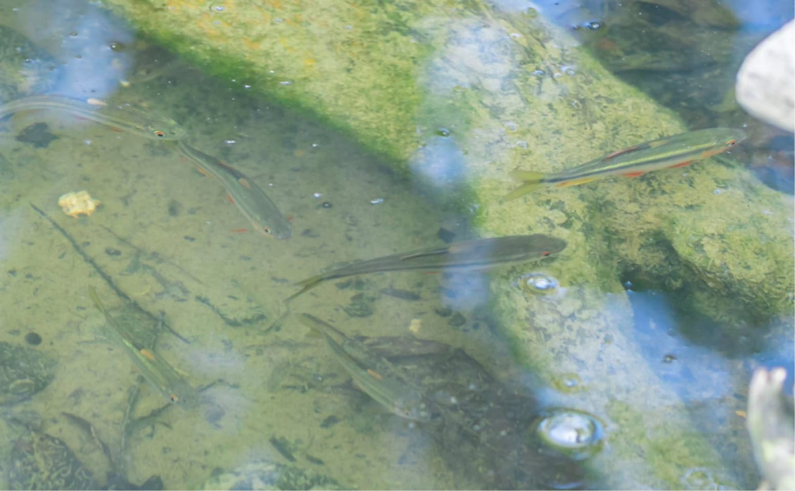 Fish inhabit in the biotope